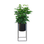 Support à plantes en métal noir | 40 ou 60 cm de hauteur